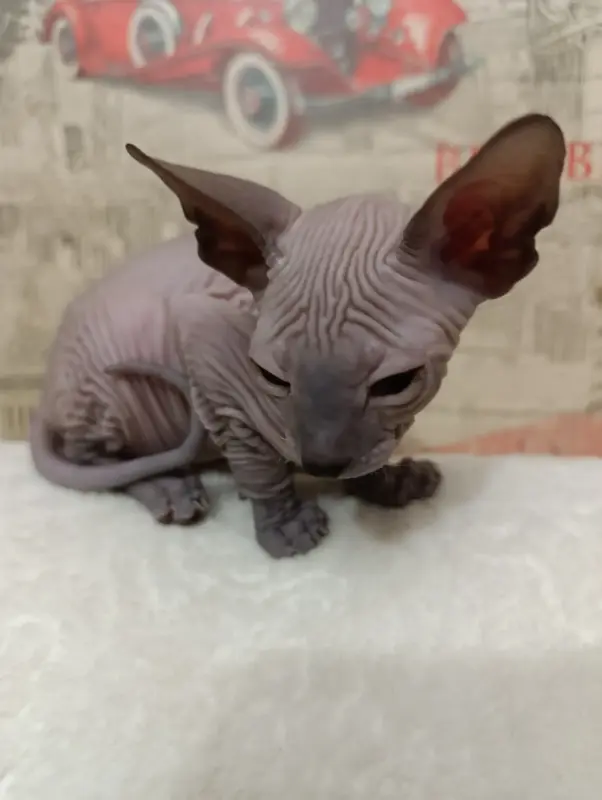 Котенок донского сфинкса