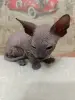 Котенок донского сфинкса