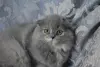 Шотландские котята вислоухие и Прямоухие