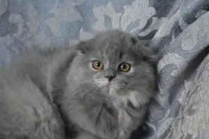 Шотландские котята вислоухие и Прямоухие