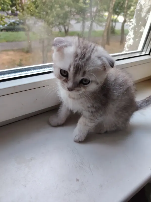 Котята