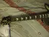 Fernandes Ravelle X DMG гитара