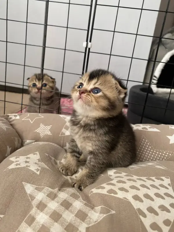 Шотландские котята