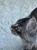 Мейн-Кун котята