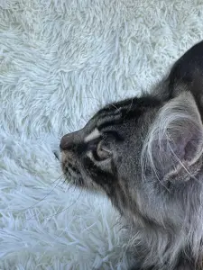 Мейн-Кун котята