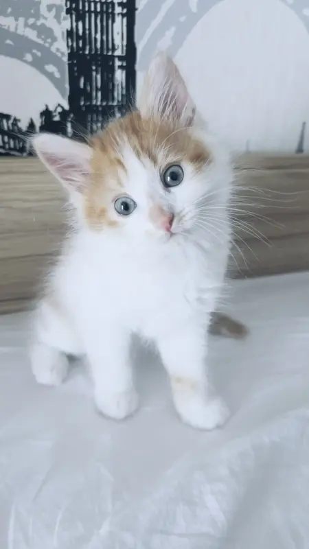 Кошки - Котята в добрые руки - Вся Беларусь - Фото 3 Котята в добрые руки - Вся Беларусь - 212445 - Доска объявлений Kupika.by - Фото 3