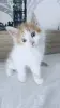 Кошки - Котята в добрые руки - Вся Беларусь - Фото 3 Котята в добрые руки - Вся Беларусь - 212445 - Доска объявлений Kupika.by - Фото 3