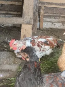Продам молодых петухов