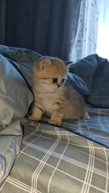 Шатландские прямоушки котята