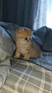 Шатландские прямоушки котята