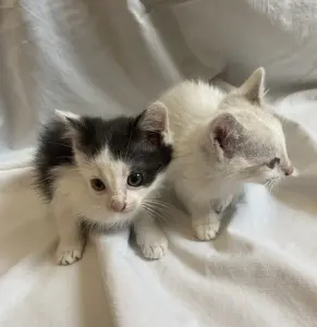 котята