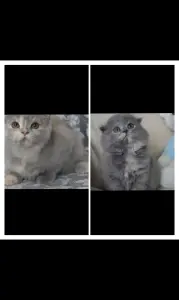 Шотландские котята вислоухие и Прямоухие