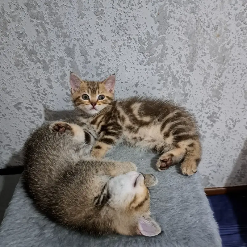Котята