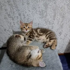 Котята