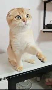 Шотландский вислоухий мальчик