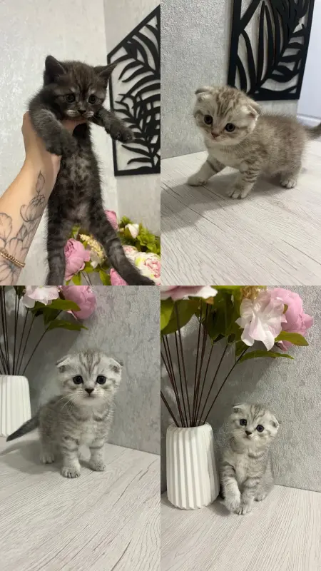 Шотландские котята