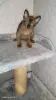 Европейская Бурма котята
