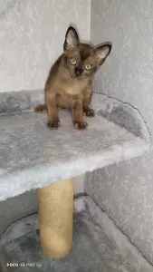 Европейская Бурма котята