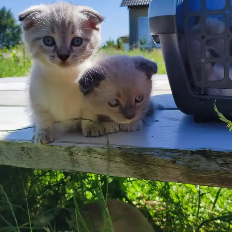 Котята