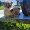 Котята