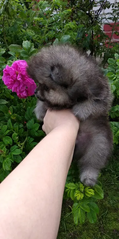 Померанский шпиц мальчик мини мишка