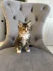 Котята Мейн-Кун