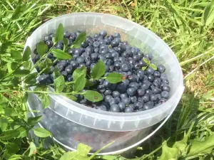 Черника свежая