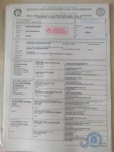 щенок пти брабансона