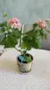 Розебудная цветущая герань Antique Rose