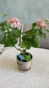 Розебудная цветущая герань Antique Rose