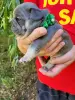 щенки французского бульдога