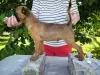щенок пти брабансона