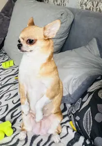 Щенок чихуахуа