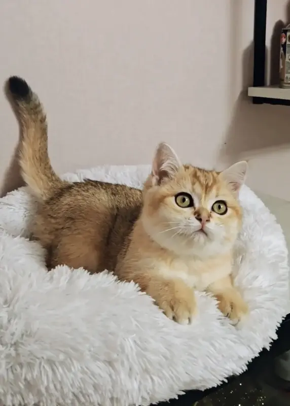 Шотладская золотая кукольная девочка