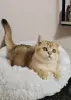 Шотладская золотая кукольная девочка