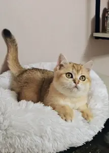 Шотладская золотая кукольная девочка