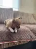 Щенок чихуахуа девочка мини