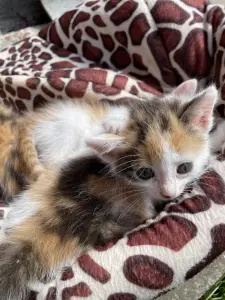 Котята