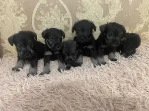 щенки цвергшнауцера