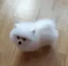 Мальчик белого померанского шпица