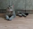 Юлия