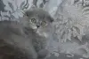 Шотландские котята вислоухие и Прямоухие