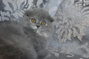 Шотландские котята вислоухие и Прямоухие