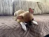 Щенок чихуахуа девочка мини