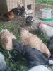 Продам молодых петухов
