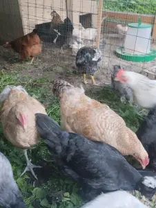 Продам молодых петухов