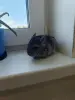 Животные
