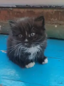 Миленькая кошечка ищет ДОМ