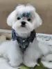 Щенок МАЛЬТЕЗЕ крови Корея