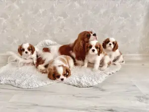 Щенки